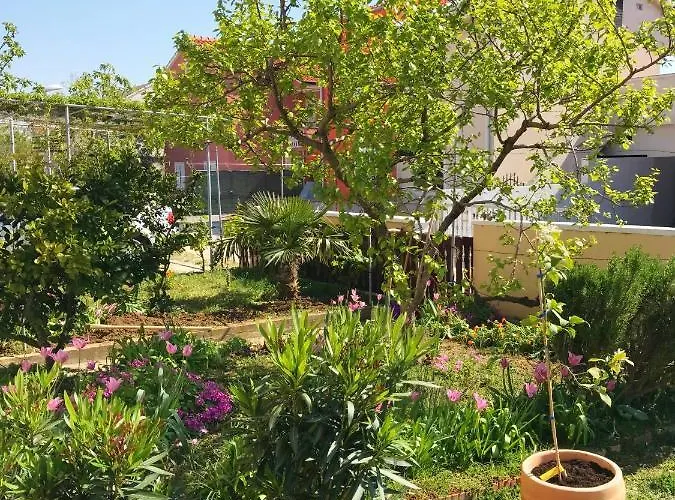Lavanda Daire Vrsi